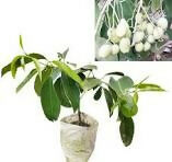 White Njaval Plant - White Jamun Fruit Tree - Keyfarm Wayanad