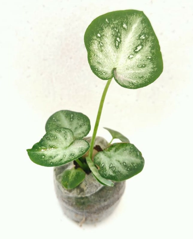 Caladium stardust
