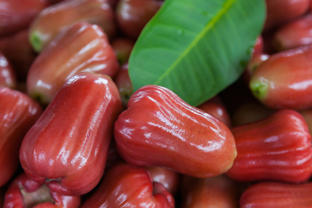 Bell Chamba Live Plants (Syzygium samarangense)