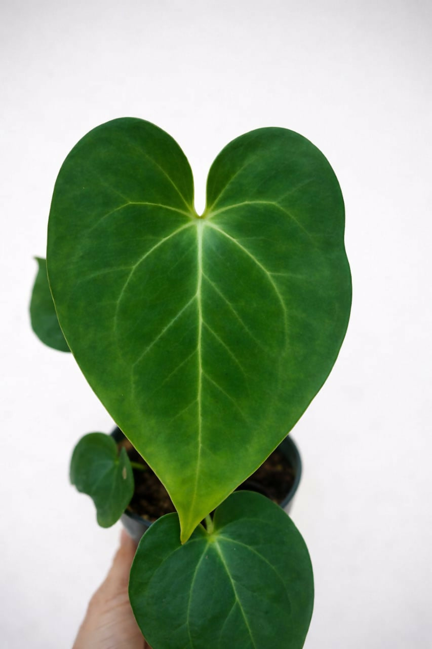 Anthurium Ace Of Spades