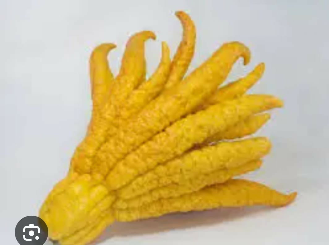 Buddha's Hand Citron – Rare Citrus Live - Keyfarm Wayanad