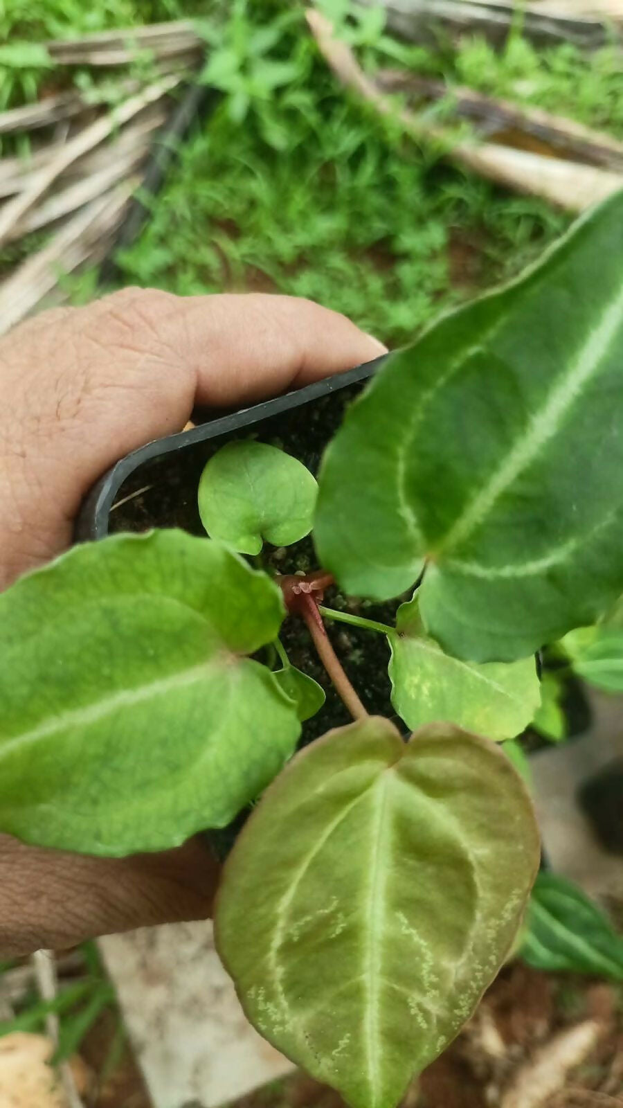 Plant Doctor 10-Pack Rare Foliage Anthurium Combo