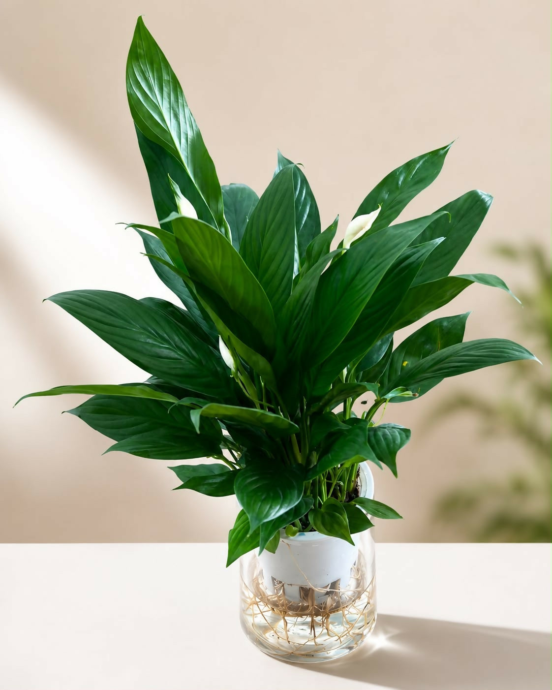 Peace lily (Spathiphyllum) – self watering pot