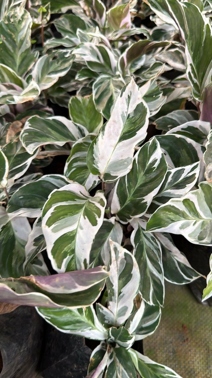 Calathea White fusion-Jiffy Sized – Live Healthy Plant – Tharappel Nursery – Foliages India