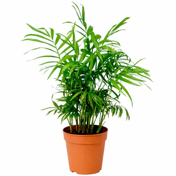 Parlor Palm (Chamaedorea elegans) - Multiple Shoots