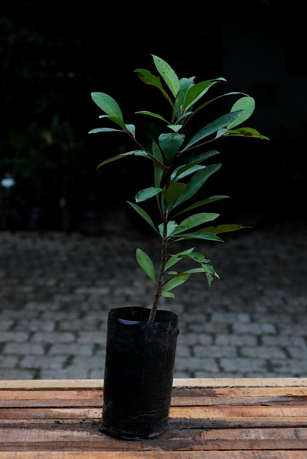 Coralberry Fruit Plants (Ardisia Elliptica)