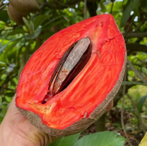 Mamey Sapote Key West Live Plant (Pouteria Sapota)