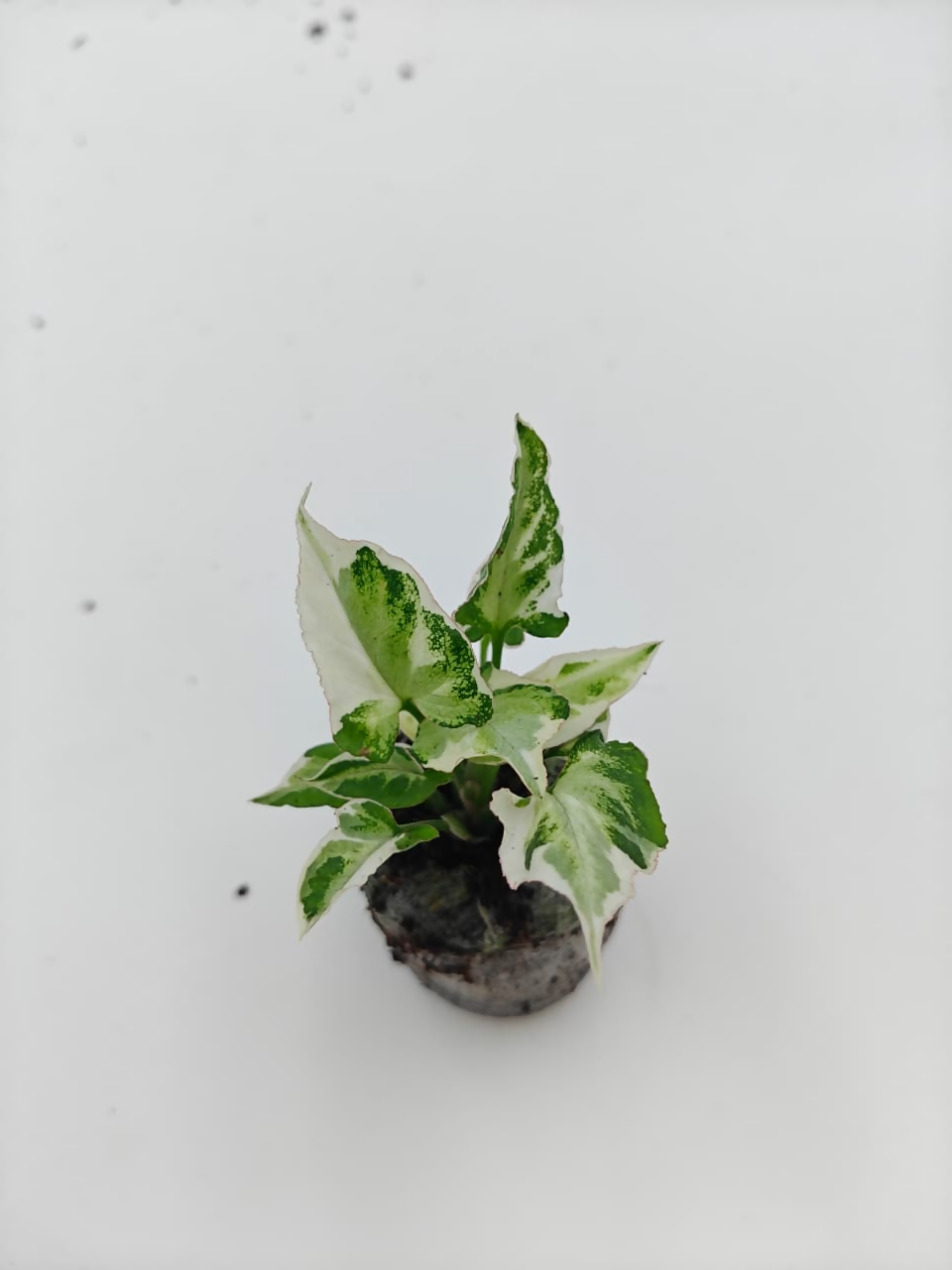 Syngonium 'Starlite'