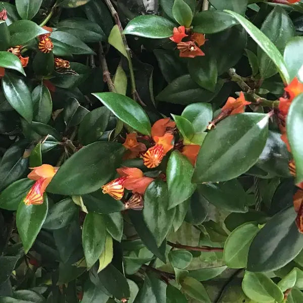 Goldfish Plant ( Nematanthus Tropicana )