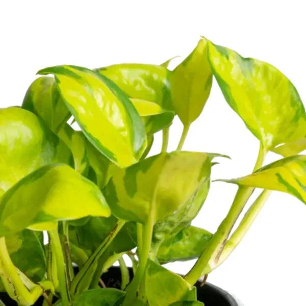 Neon Joy Pothos, Epipremnum Neon Njoy - Rare