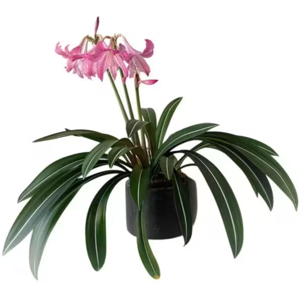 Amaryllis Pink White (Hippeastrum reticulatum var. striatifolium) | Hippeastrum striatifolium - striped amaryllis - Bulb