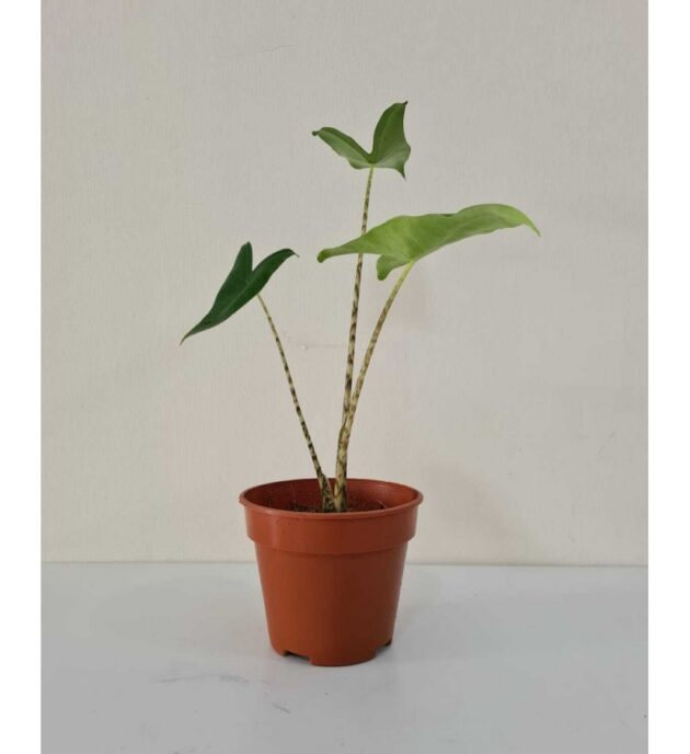 Alocasia Zebrina