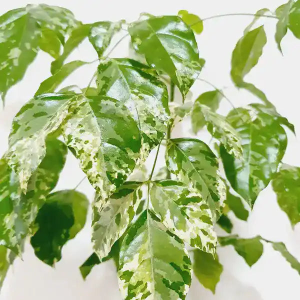 China Doll Variegated (Radermachera sinica 'Variegata')