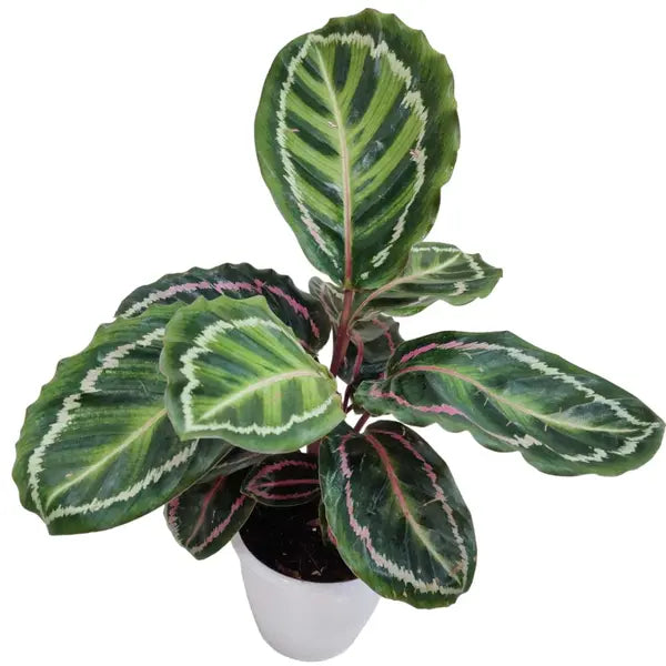 Calathea Roseopicta Illustrious - Rare