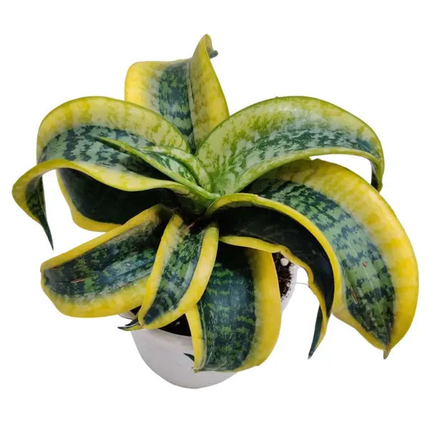 Sansevieria Tornado