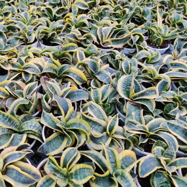 Sansevieria Tornado