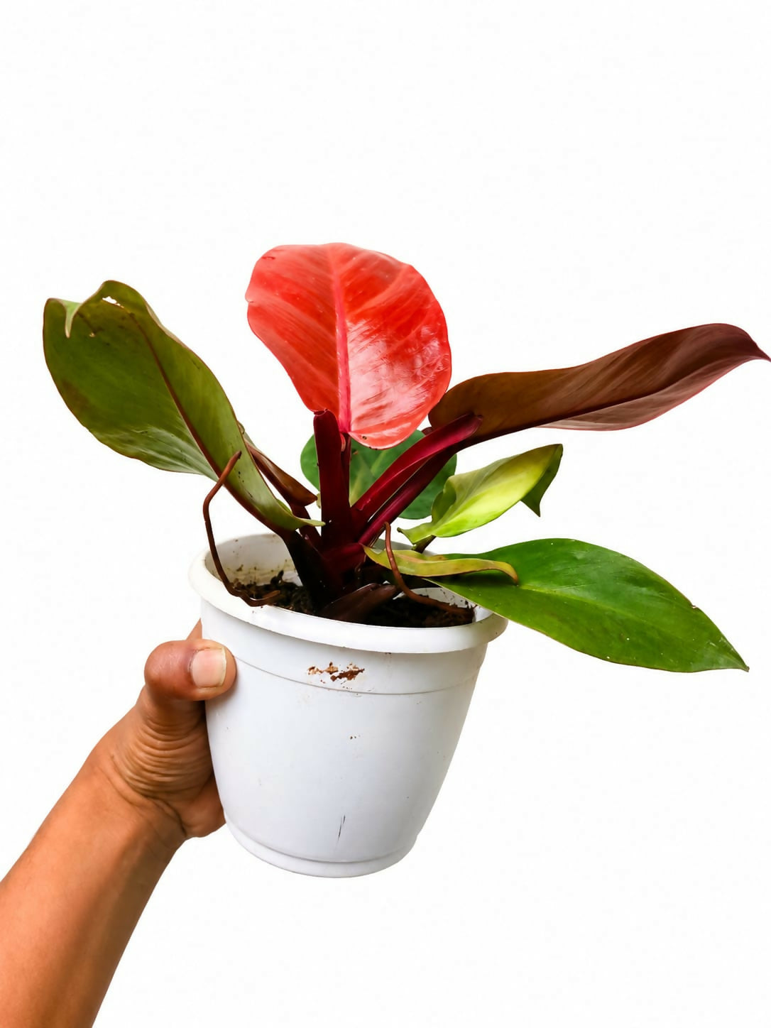 Philodendron Sun Red