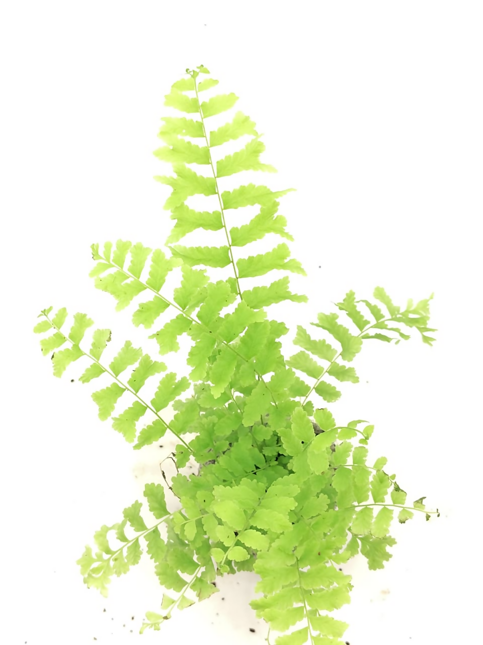 Nephrolepis falcata (Fish-tail fern)
