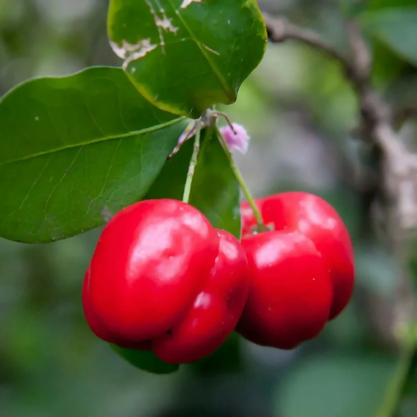 Acerola cherry Live Plant (Malpighia Emarginata)