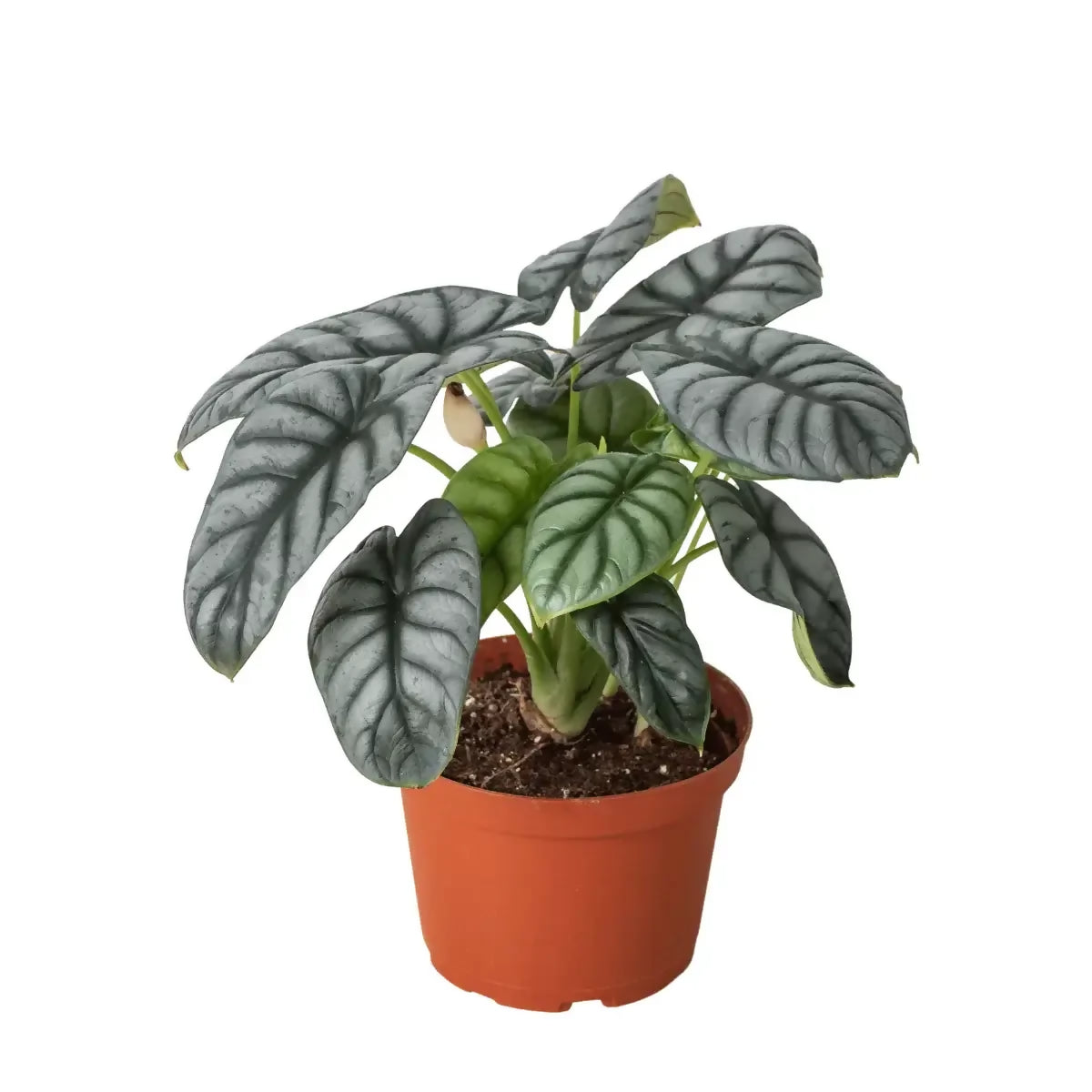 Alocasia silver dragon