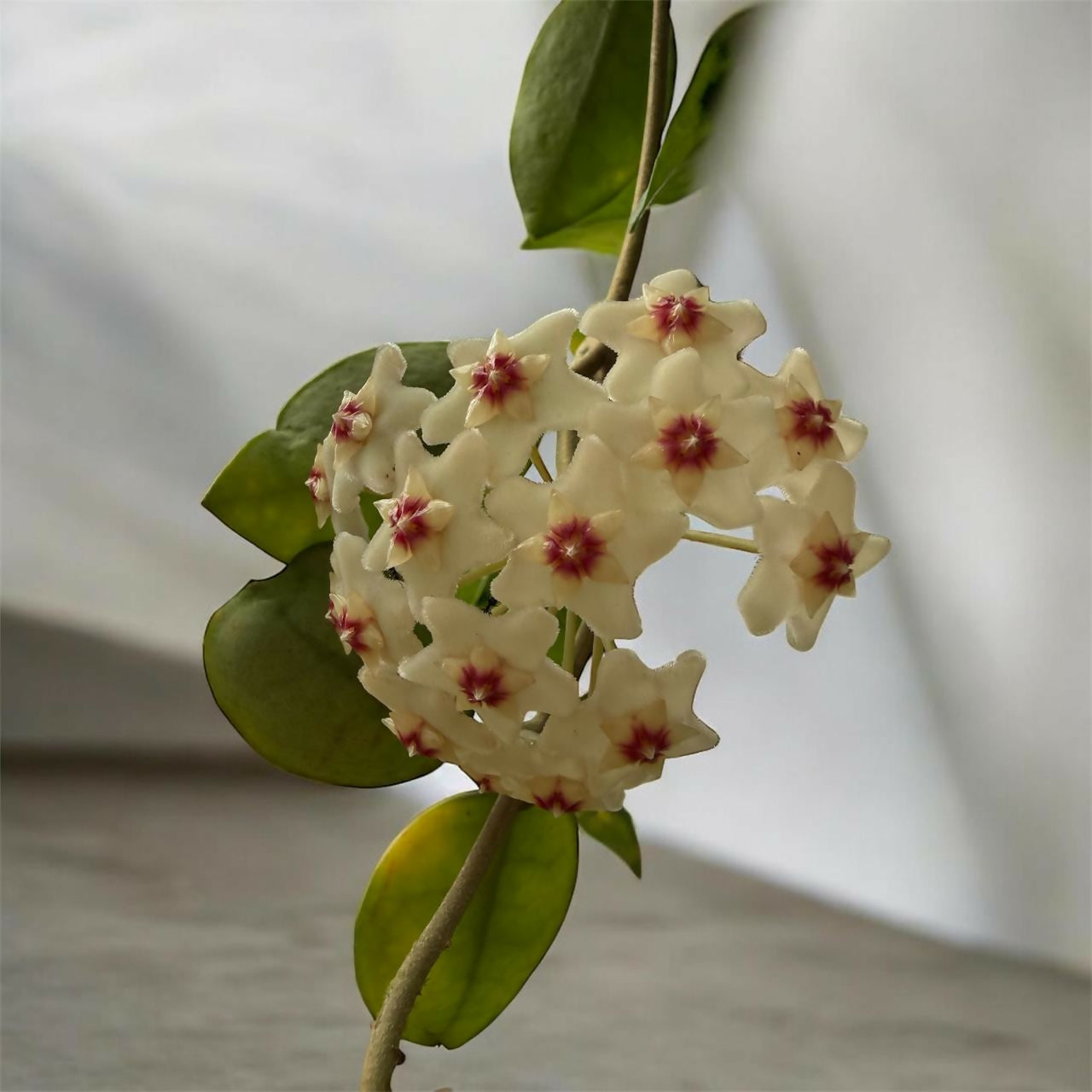 Hoya combo-5 plants-Jiffy sized