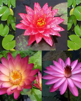 Wanvisa, Albert green burg Pink night bloomer(combo 3 plants)