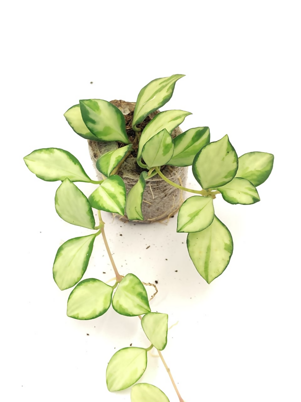 Variegated Hoya Heuschkeliana foliage texture – healthy tissue culture houseplant – Foliages India