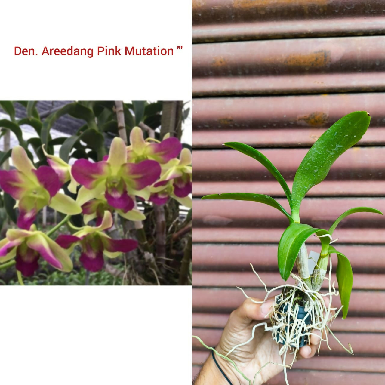 Dendrobium Orchid Areedang Pink Mutation