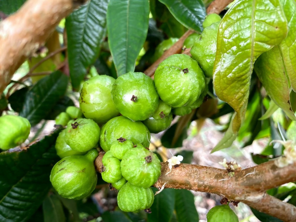 Jaboticaba Branca Fruit Plant (Phitrantha Branca)
