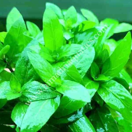 Staurogyne Repens (3 cuttings)