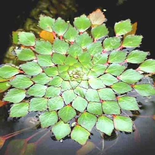 Water Mosaic Combo ( 25 plants)