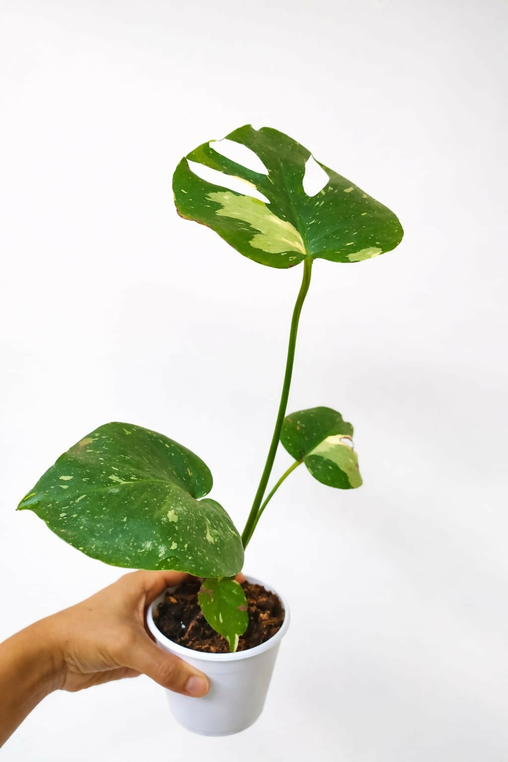 Monstera Thai Constellation Sapling