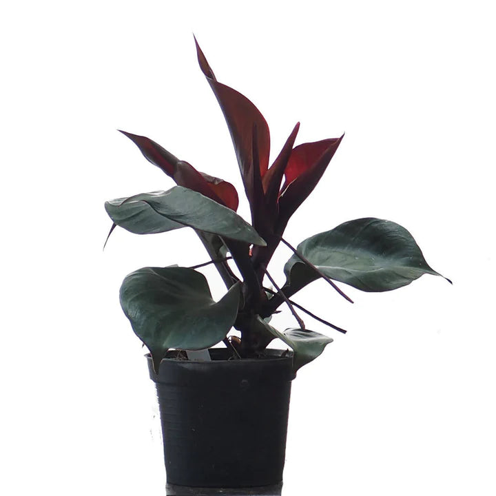 Philodendron Red Heart - Rare
