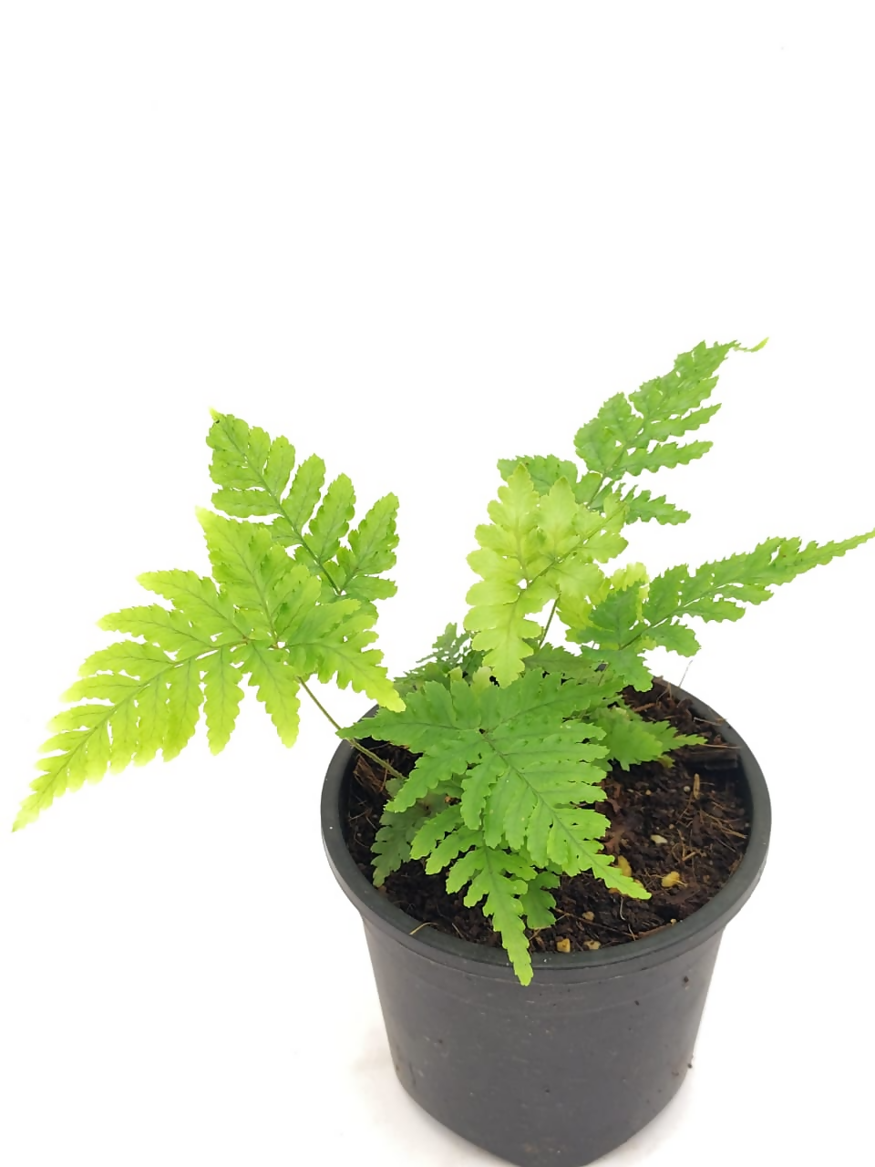 Dryopteris koidzumiana fern