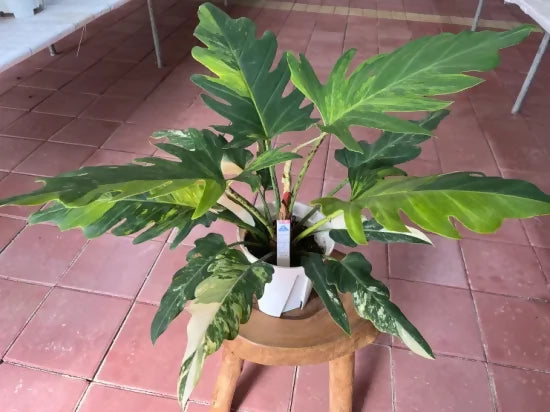 Philodendron olympiad variegated