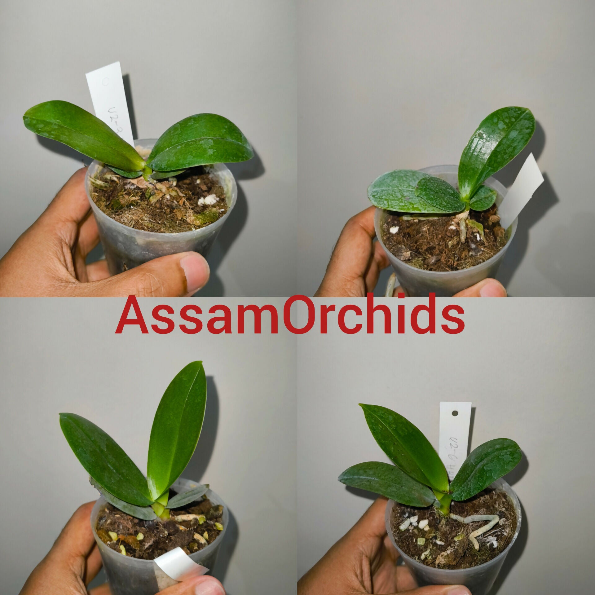 Phalaenopsis orchids 1737