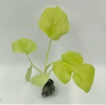 Philodendron 'Selloum Gold'