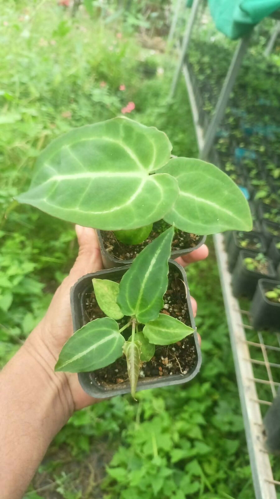 Plant Doctor 10-Pack Rare Foliage Anthurium Combo