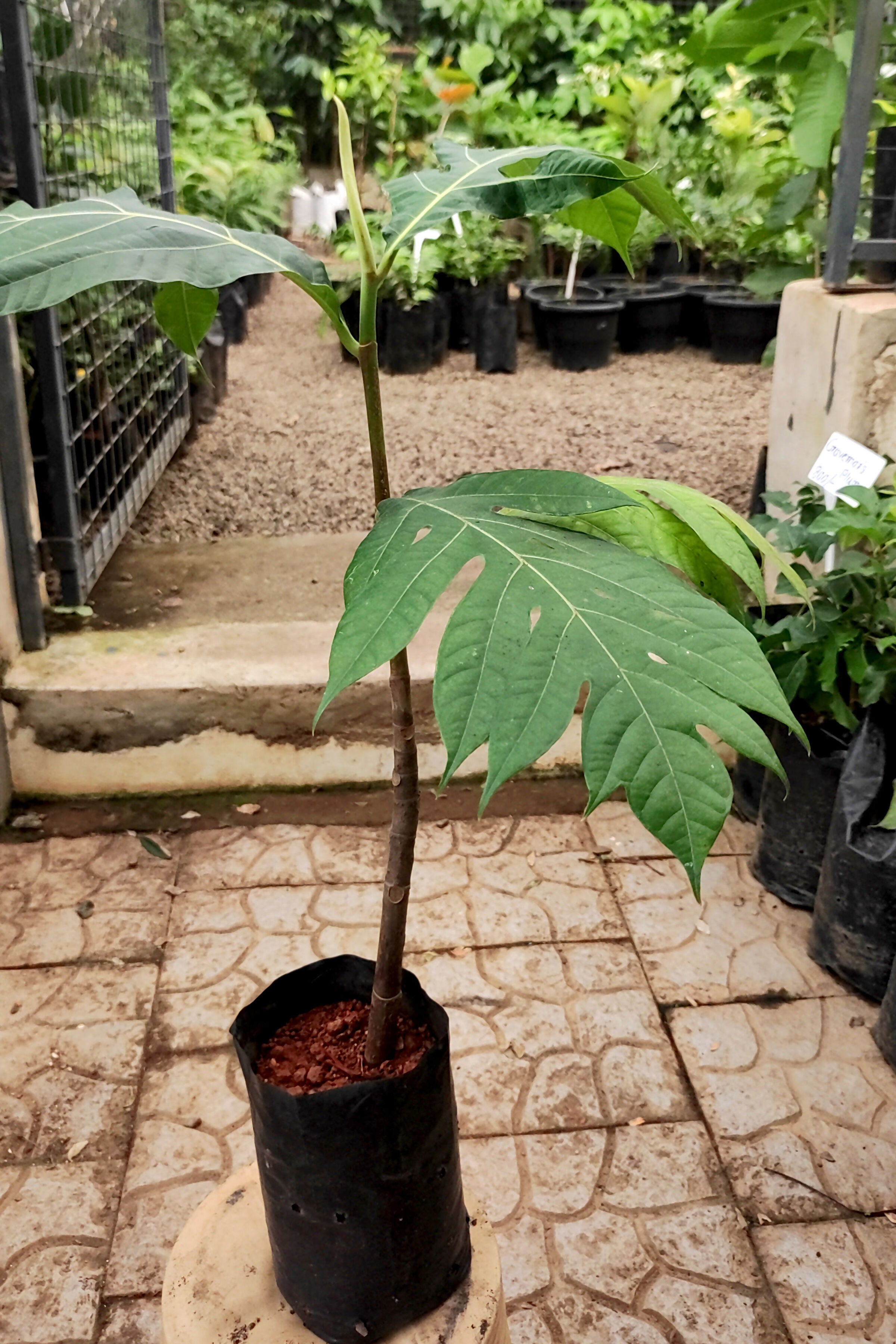 Breadfruit Plants (Artocarpus Altilis)