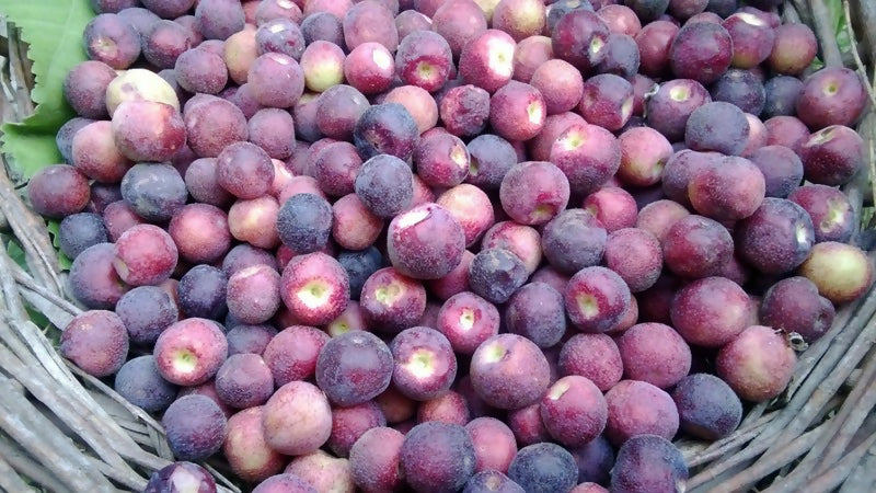 Phalsa Fruit Plant (Grewia asiatica)