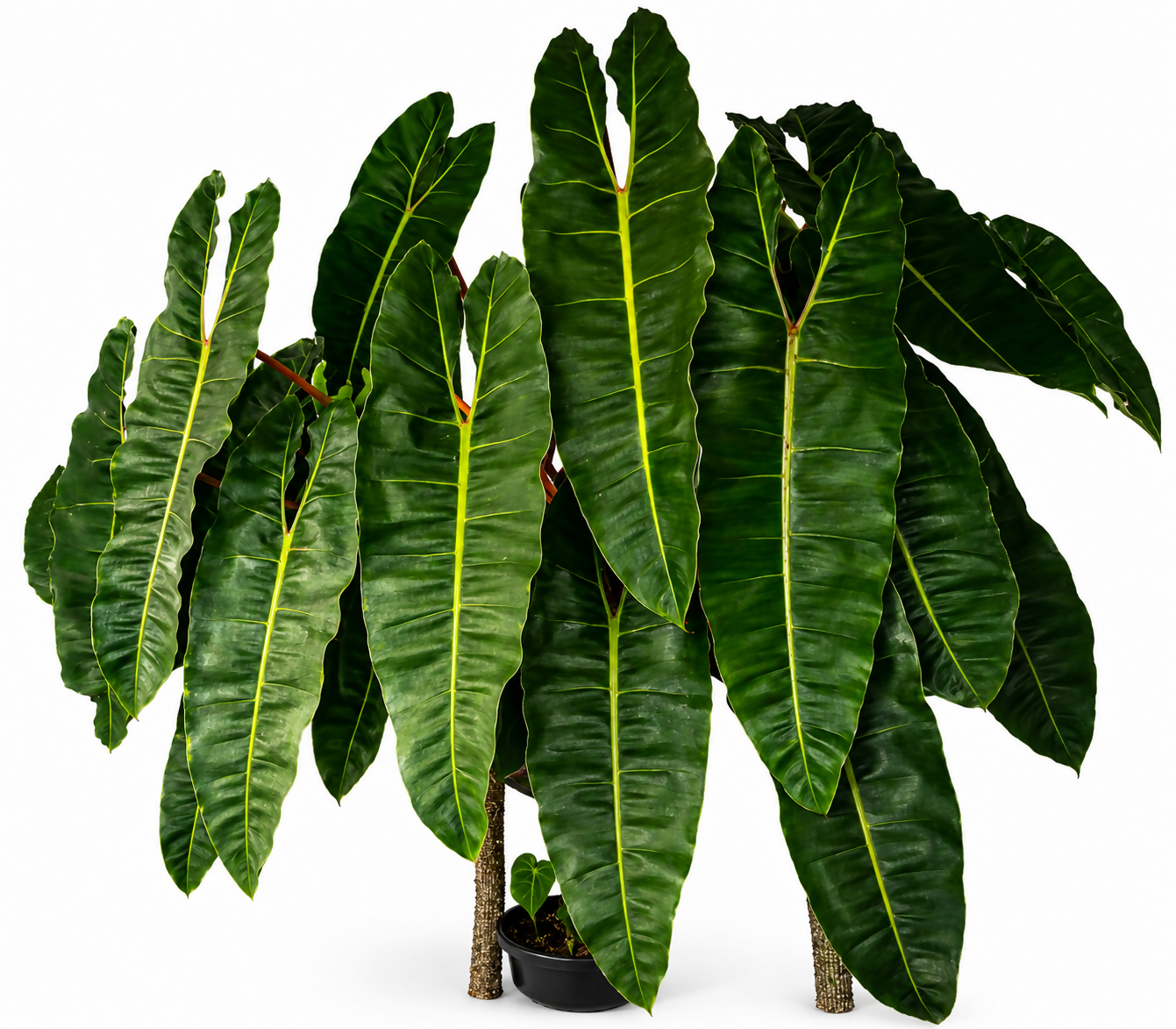 Philodendron Billietiae medium sized well settled plants