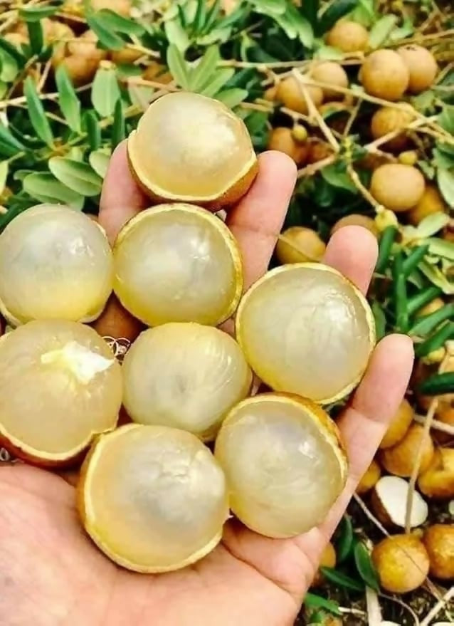 Ping Pong Longan Fruit Plant (Dimocarpus longan)