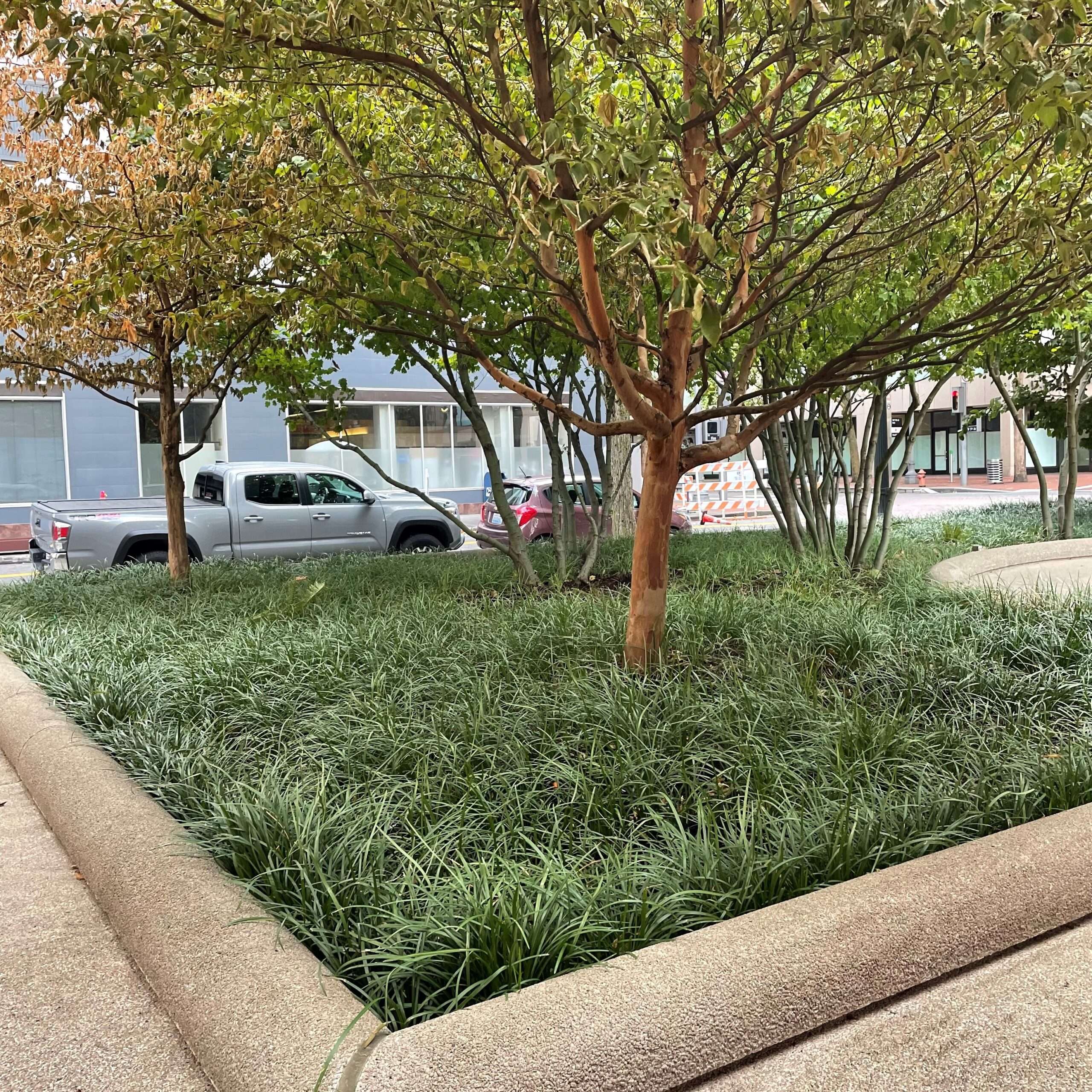 Ophiopogon Japonica plant (Mondo Grass)