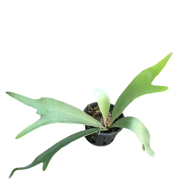 Staghorn Wellinky Silver