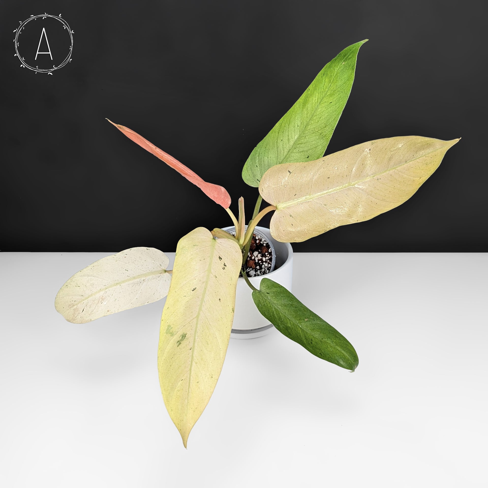 Philodendron Wipple Way