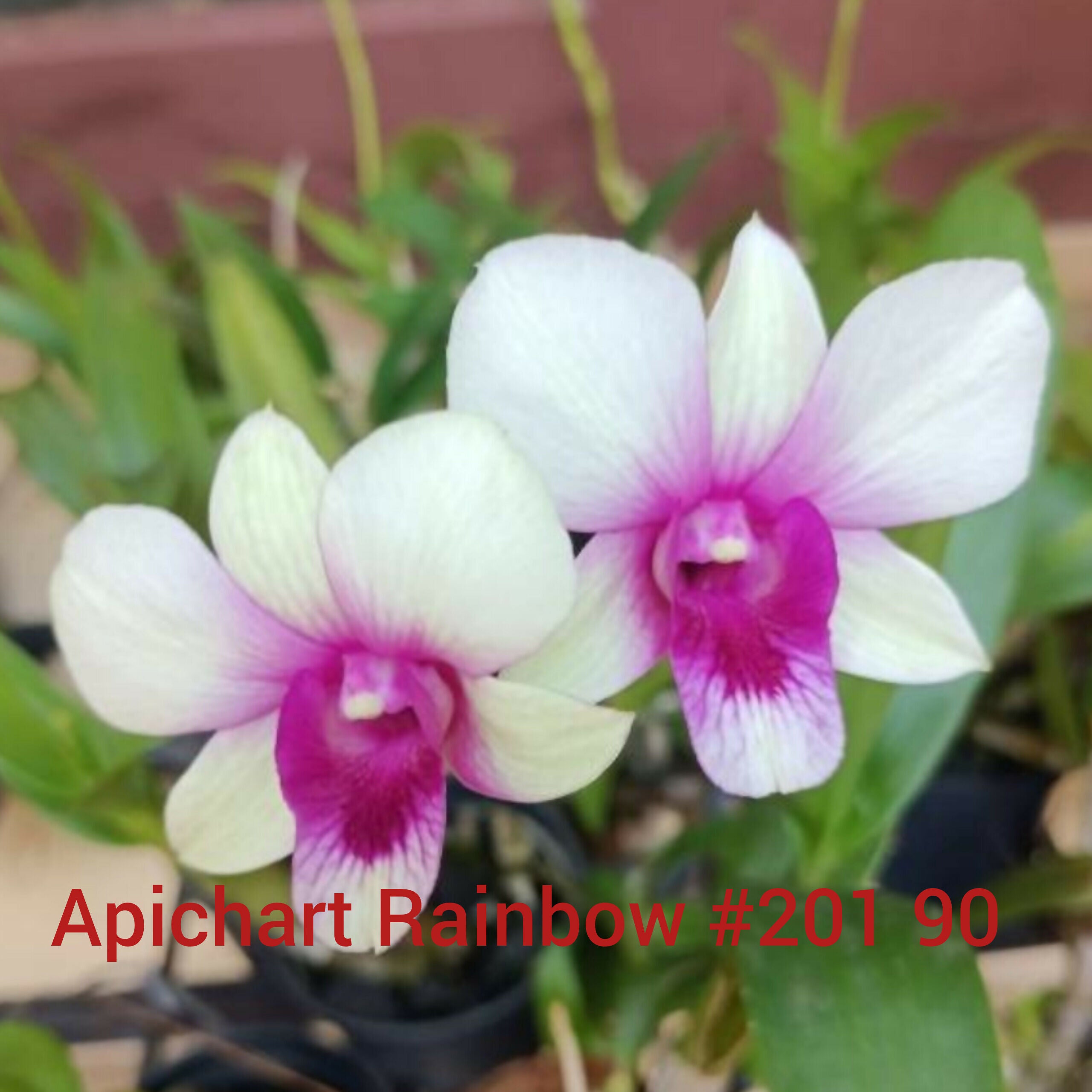 Dendrobium orchids combo of 10 ( set of 10)