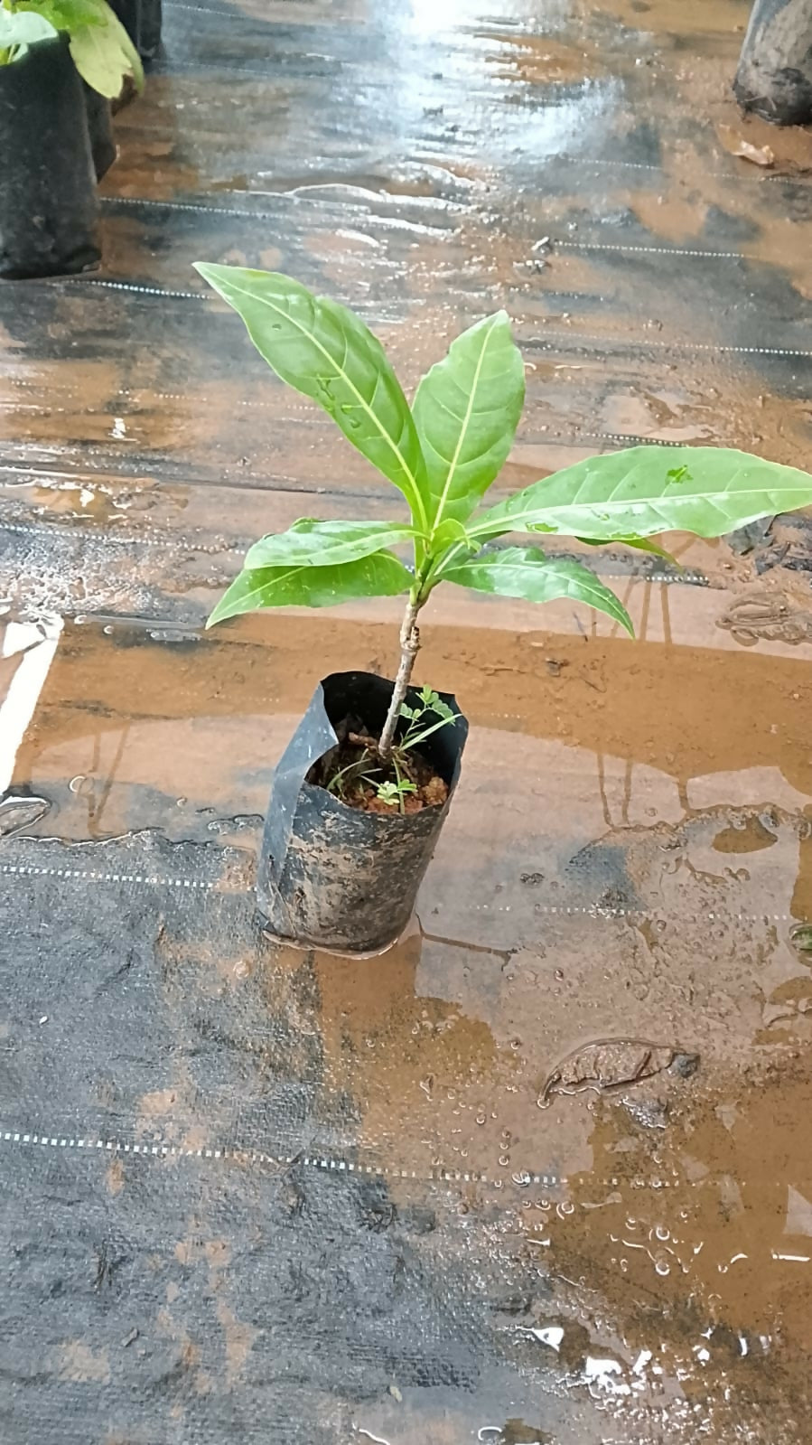 Barringtonia edulis sapling, a rare tropical fruit plant, ideal for edible landscapes.