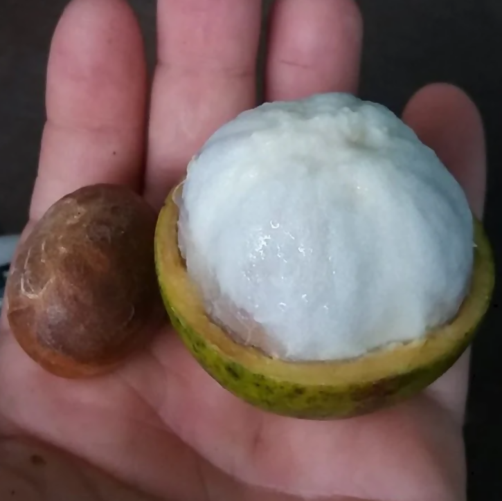 Platonia Sp Live Plant