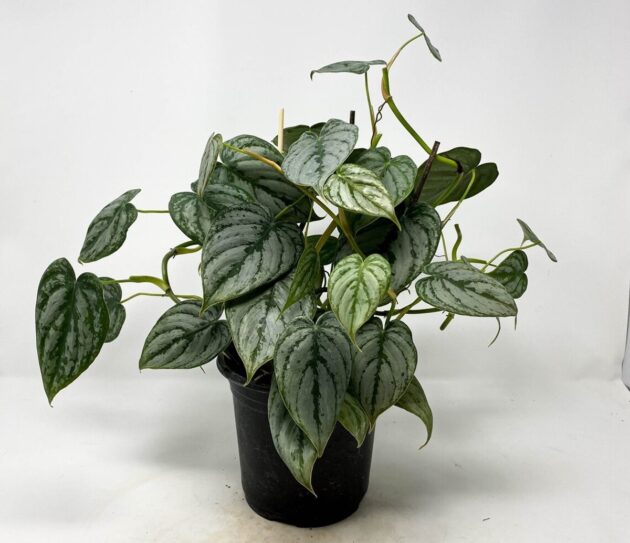 Philodendron Brandtianum
