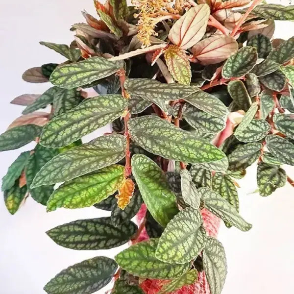 Trailing Watermelon Begonia, Pellionia Repens